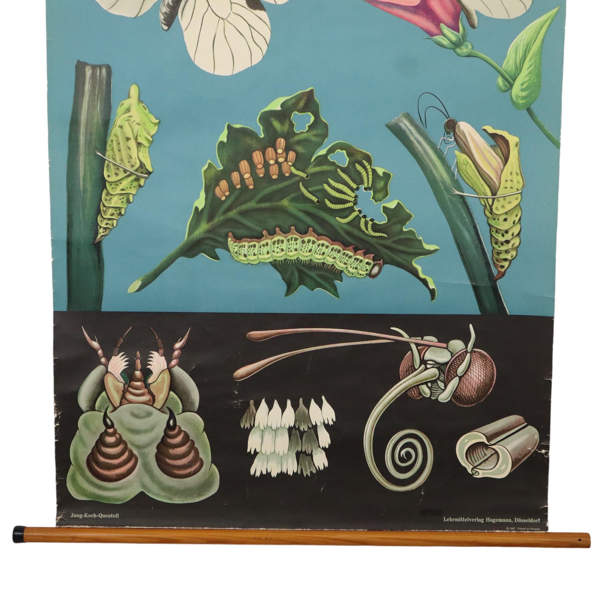 Gran Tarjeta Escolar Vintage La Mariposa Jung Koch Quentell 118cm mediados del siglo XX