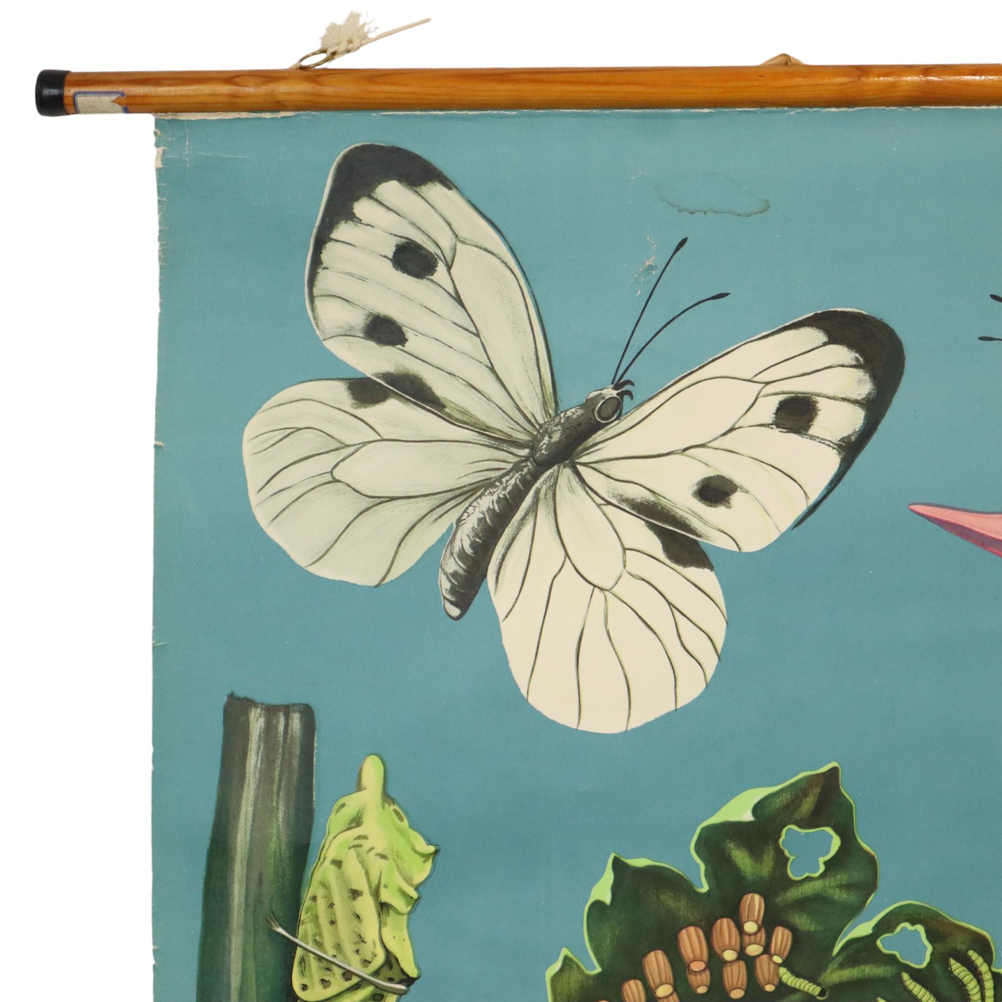 Gran Tarjeta Escolar Vintage La Mariposa Jung Koch Quentell 118cm Lienzo