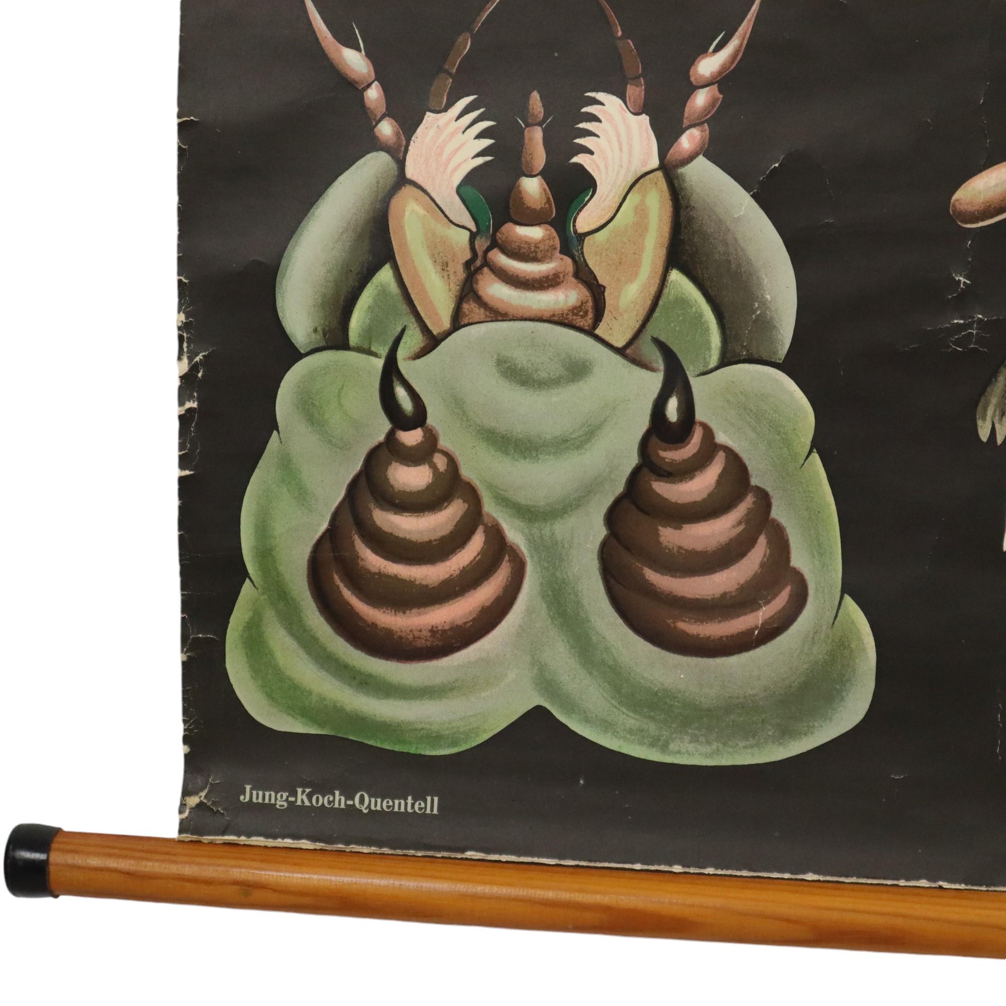 Gran Tarjeta Escolar Vintage La Mariposa Jung Koch Quentell 118cm 2