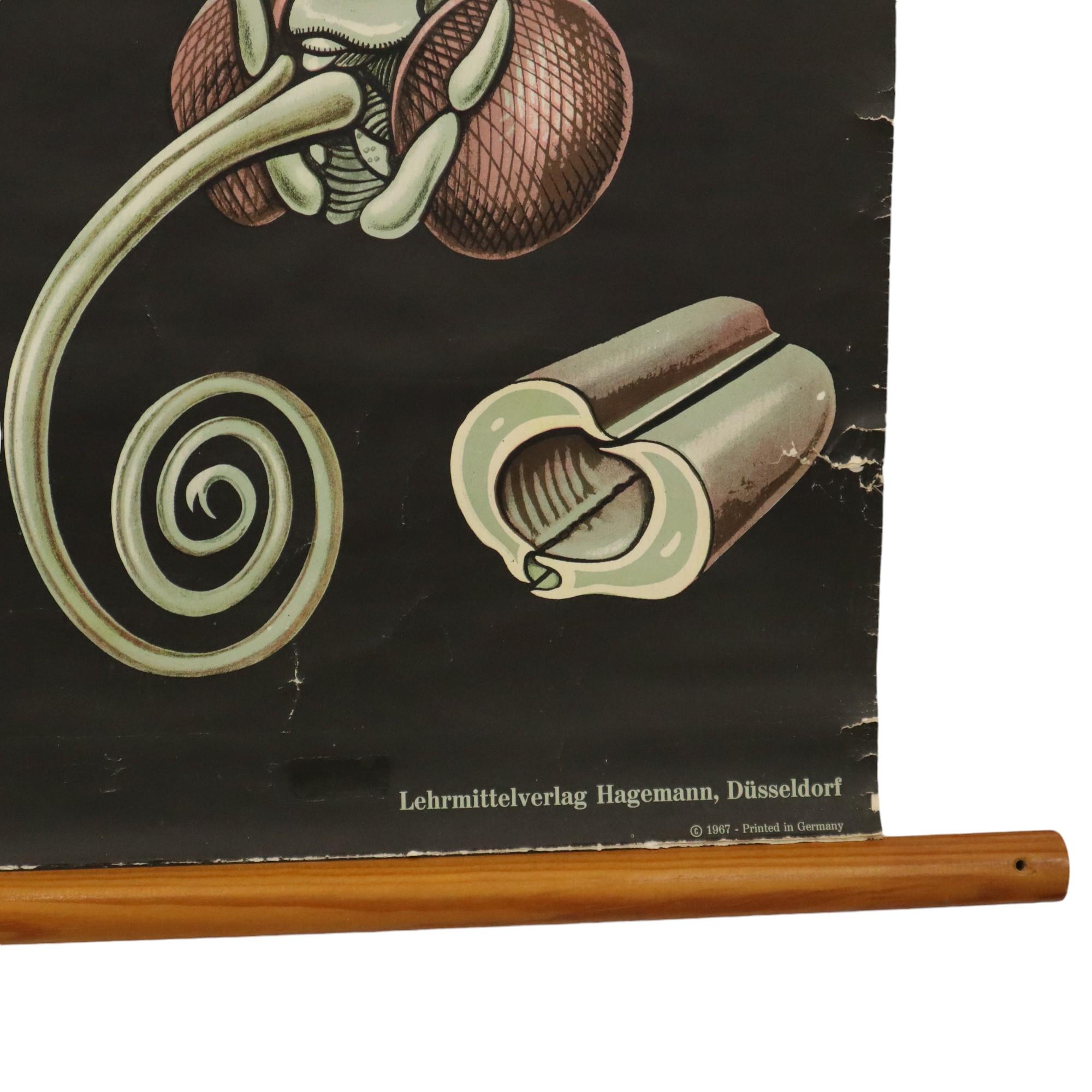 Gran Tarjeta Escolar Vintage La Mariposa Jung Koch Quentell 118cm 3