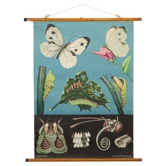 Large Vintage School Card The Butterfly Jung Koch Quentell 118cm