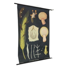 Large Vintage School Chart Ergot Mold Jung Koch Quentell