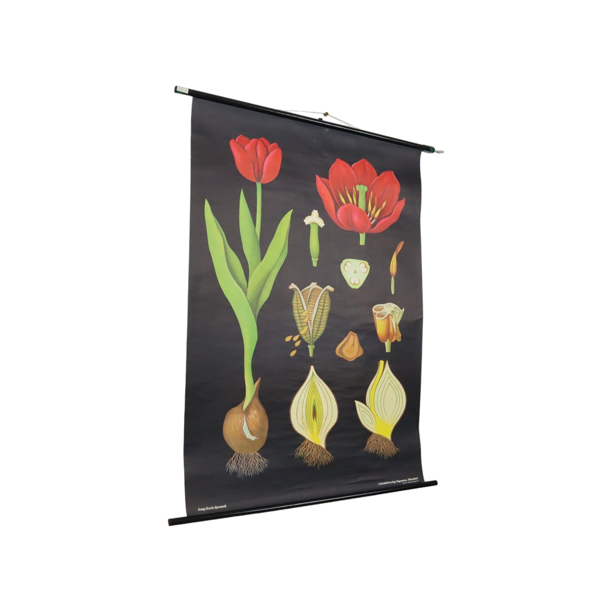 Schöne große Vintage-Schulkarte, Schulplakat über die Tulpe, Papier auf Leinen, ursprünglich aus dem Jahr 1958 von Jung Koch Quentell, neu aufgelegt von Hagemann im Jahr 1973, Deutschland.

Pädagogisches Poster, das auch sehr dekorativ ist, schöner