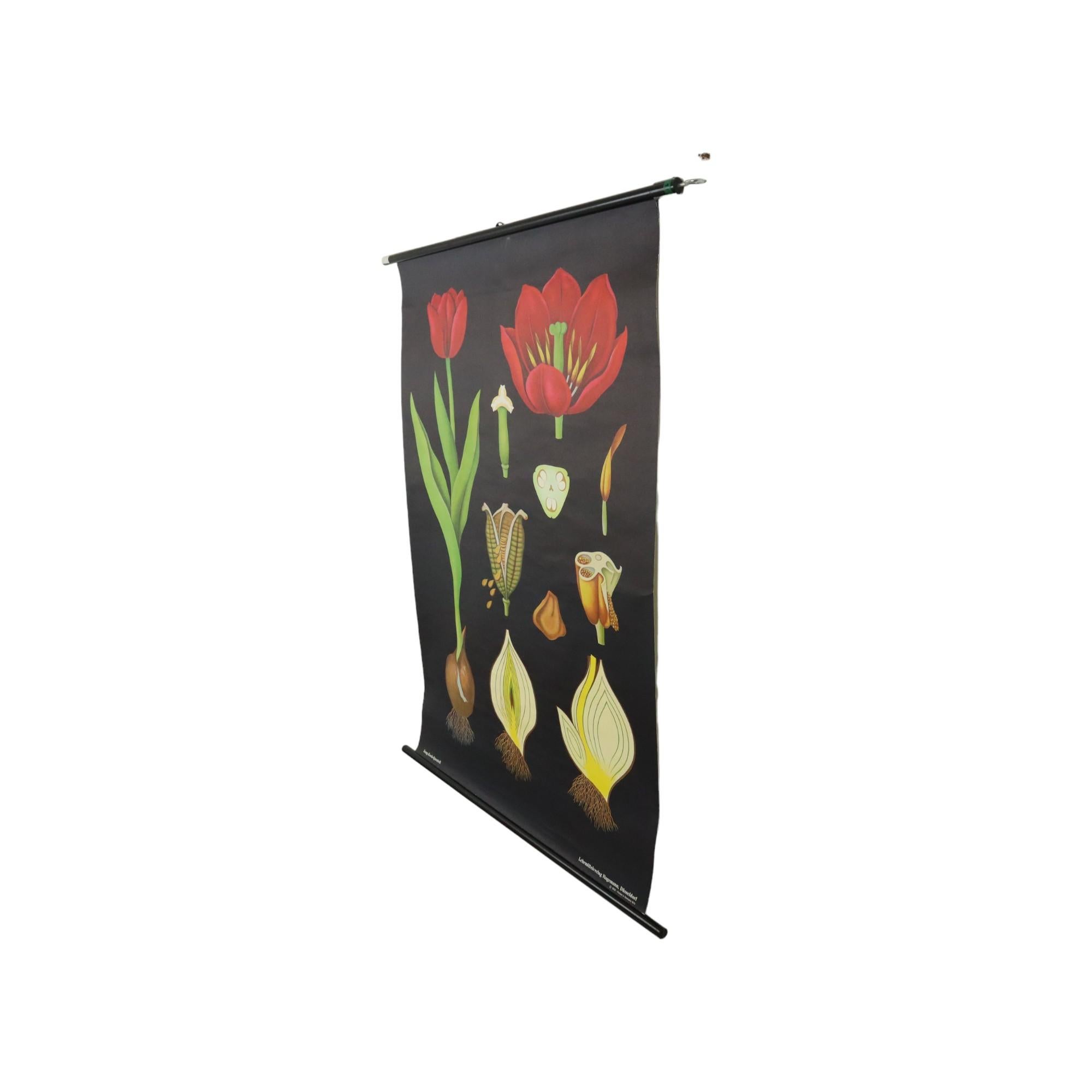 Große Vintage-Schuletafel Tulpenblumen Jung Koch Quentell 117cm (Deutsch) im Angebot