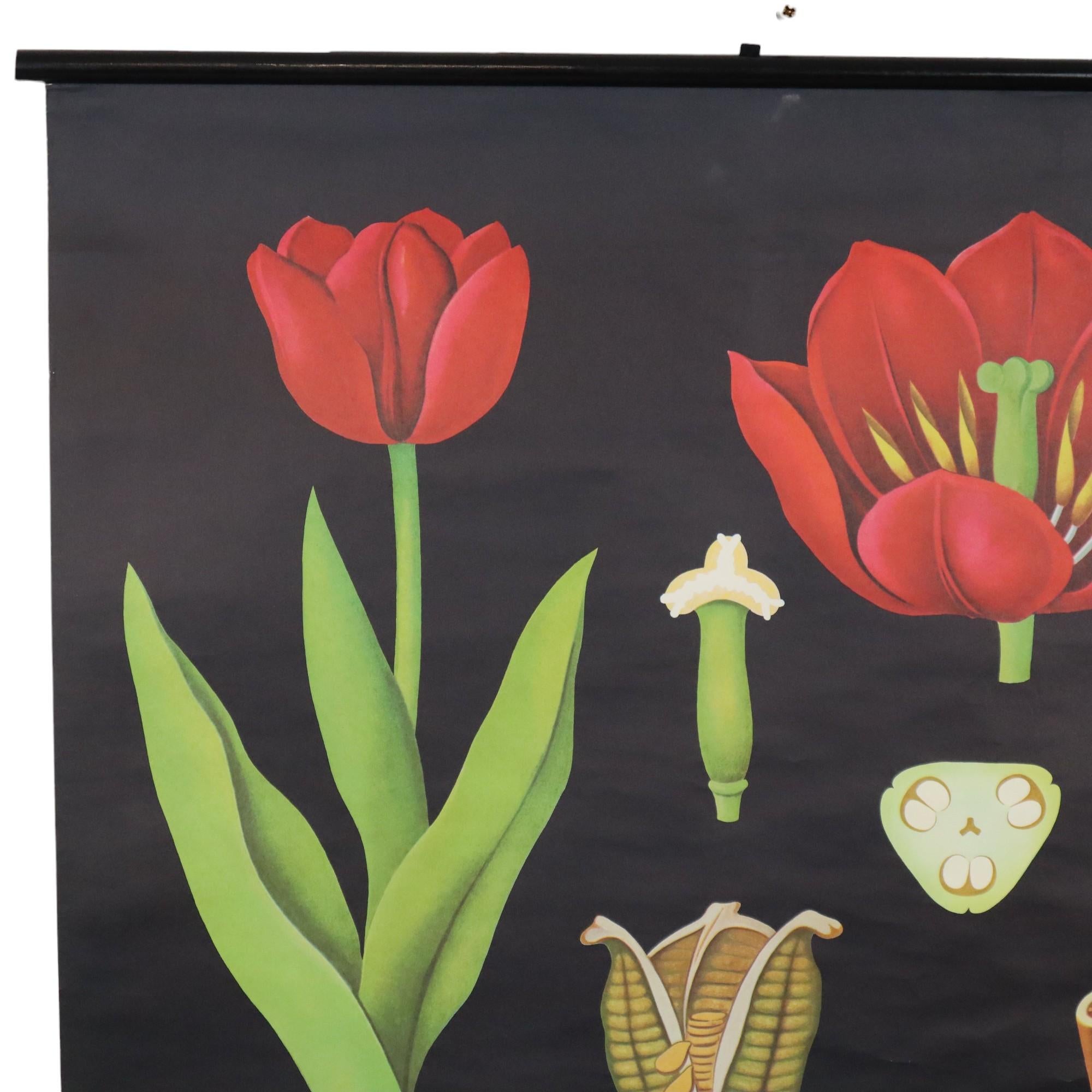 Große Vintage-Schuletafel Tulpenblumen Jung Koch Quentell 117cm im Zustand „Gut“ im Angebot in Poperinge, BE
