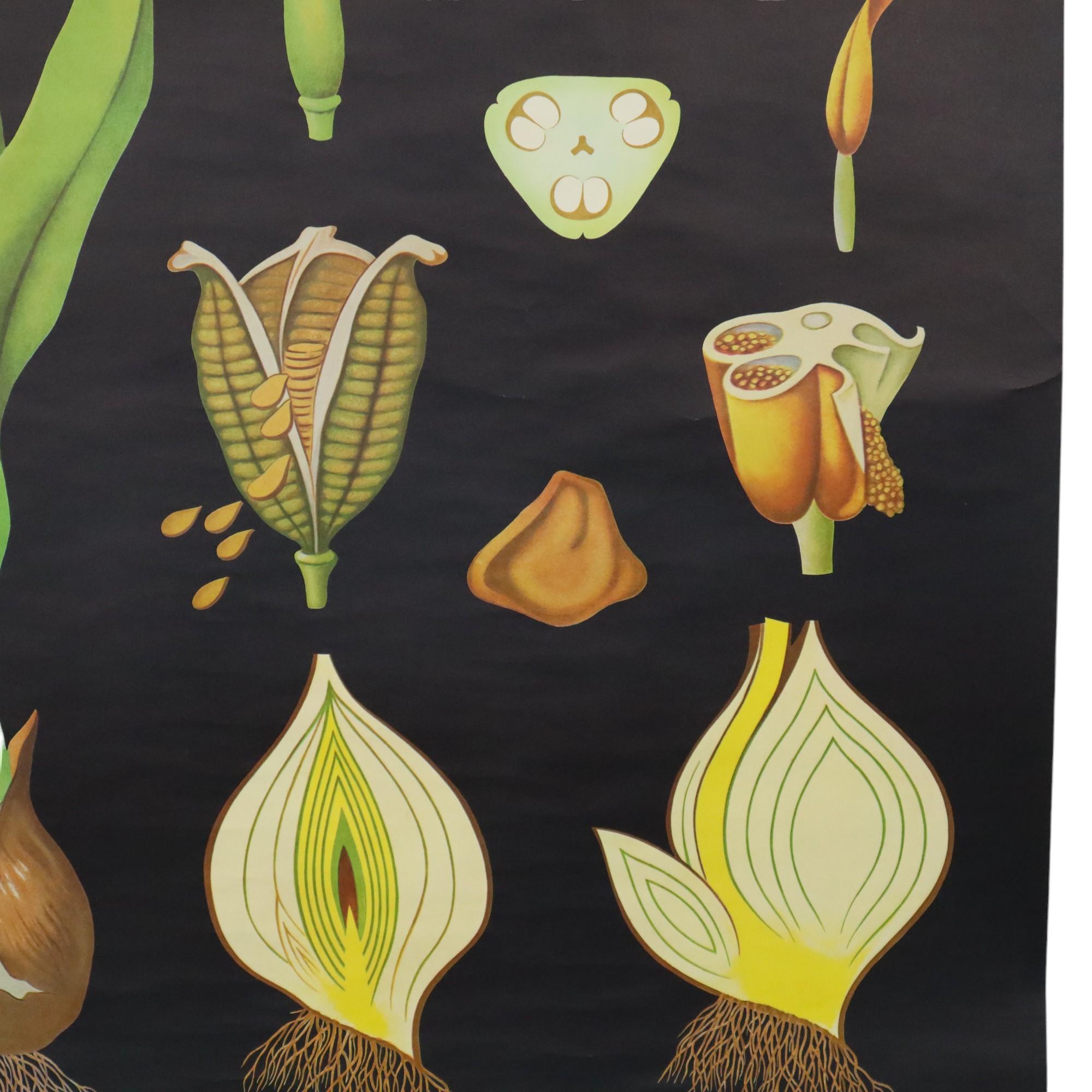 Große Vintage-Schuletafel Tulpenblumen Jung Koch Quentell 117cm (Ende des 20. Jahrhunderts) im Angebot