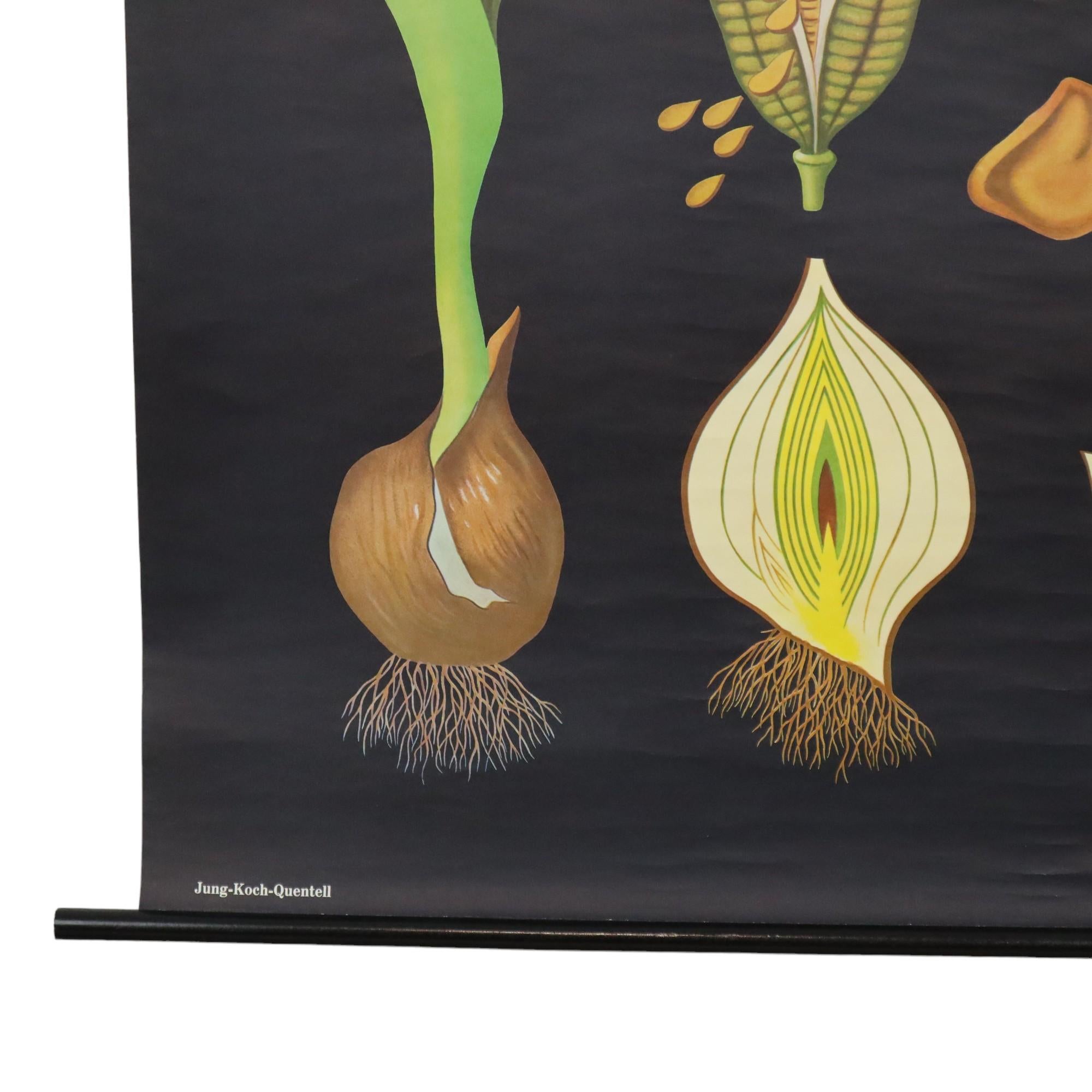 Große Vintage-Schuletafel Tulpenblumen Jung Koch Quentell 117cm (Leinen) im Angebot