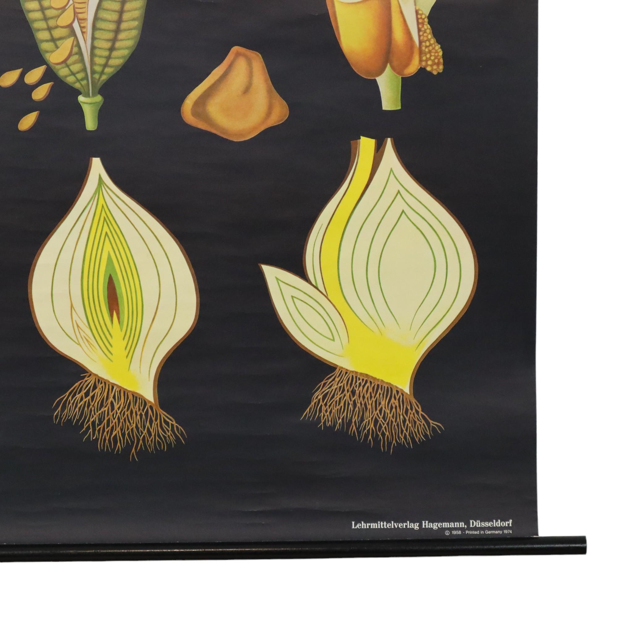 Große Vintage-Schuletafel Tulpenblumen Jung Koch Quentell 117cm im Angebot 1