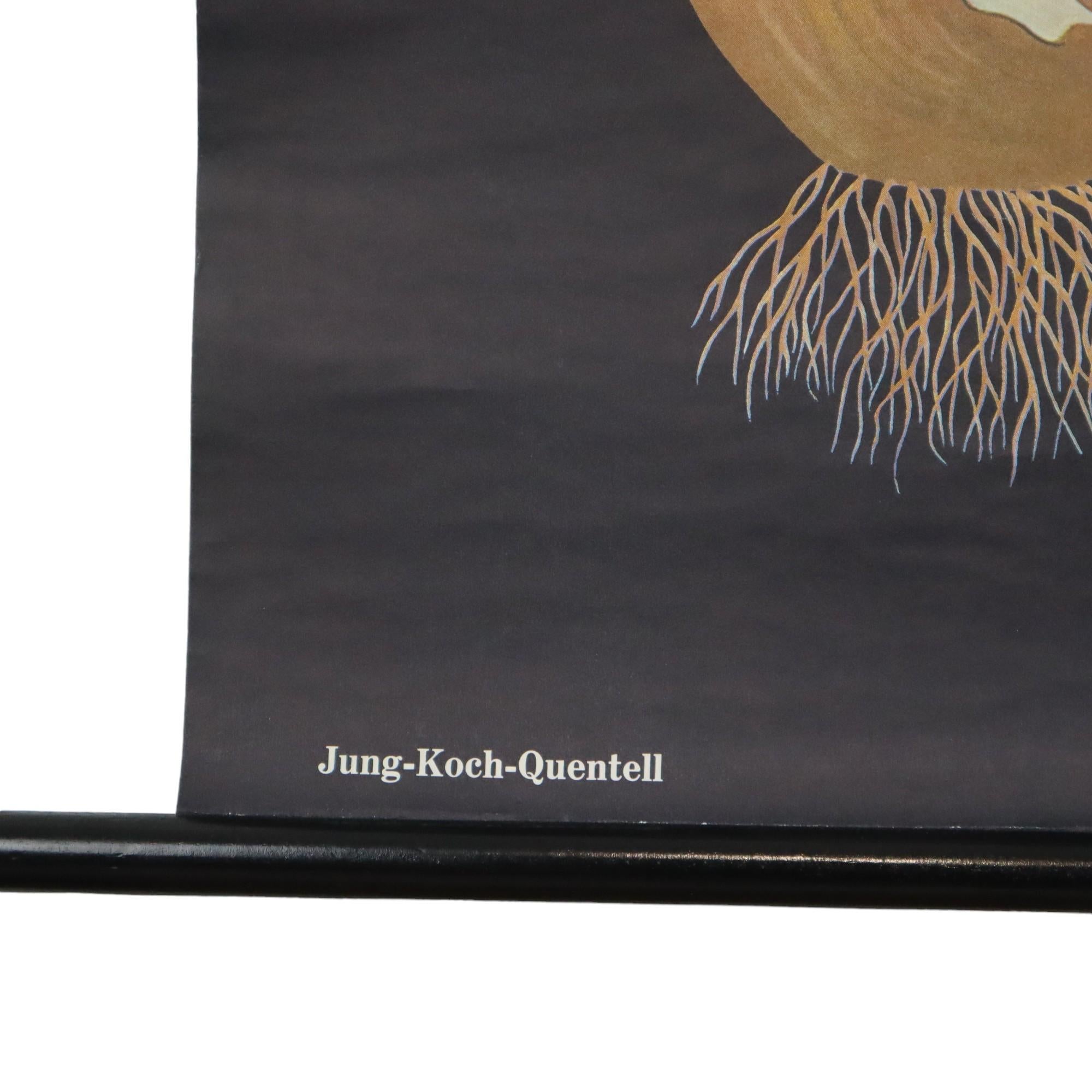 Große Vintage-Schuletafel Tulpenblumen Jung Koch Quentell 117cm im Angebot 3