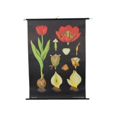 Gran Tabla Escolar Vintage Flores de Tulipán Jung Koch Quentell 117cm