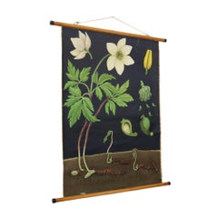 Large Vintage School Map Anemone Jung Koch Quentell 117cm