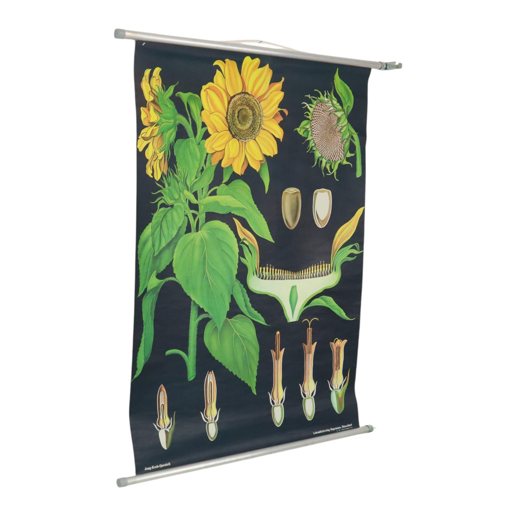 Schöne große Schulkarte, Schulposter über die Sonnenblume, Papier auf Leinen, von Jung Koch Quentell, datiert 1973, Deutschland.

Pädagogisches Poster, das auch sehr dekorativ ist, schöner Kontrast mit dem schwarzen Hintergrund, Sammlerstück!

In