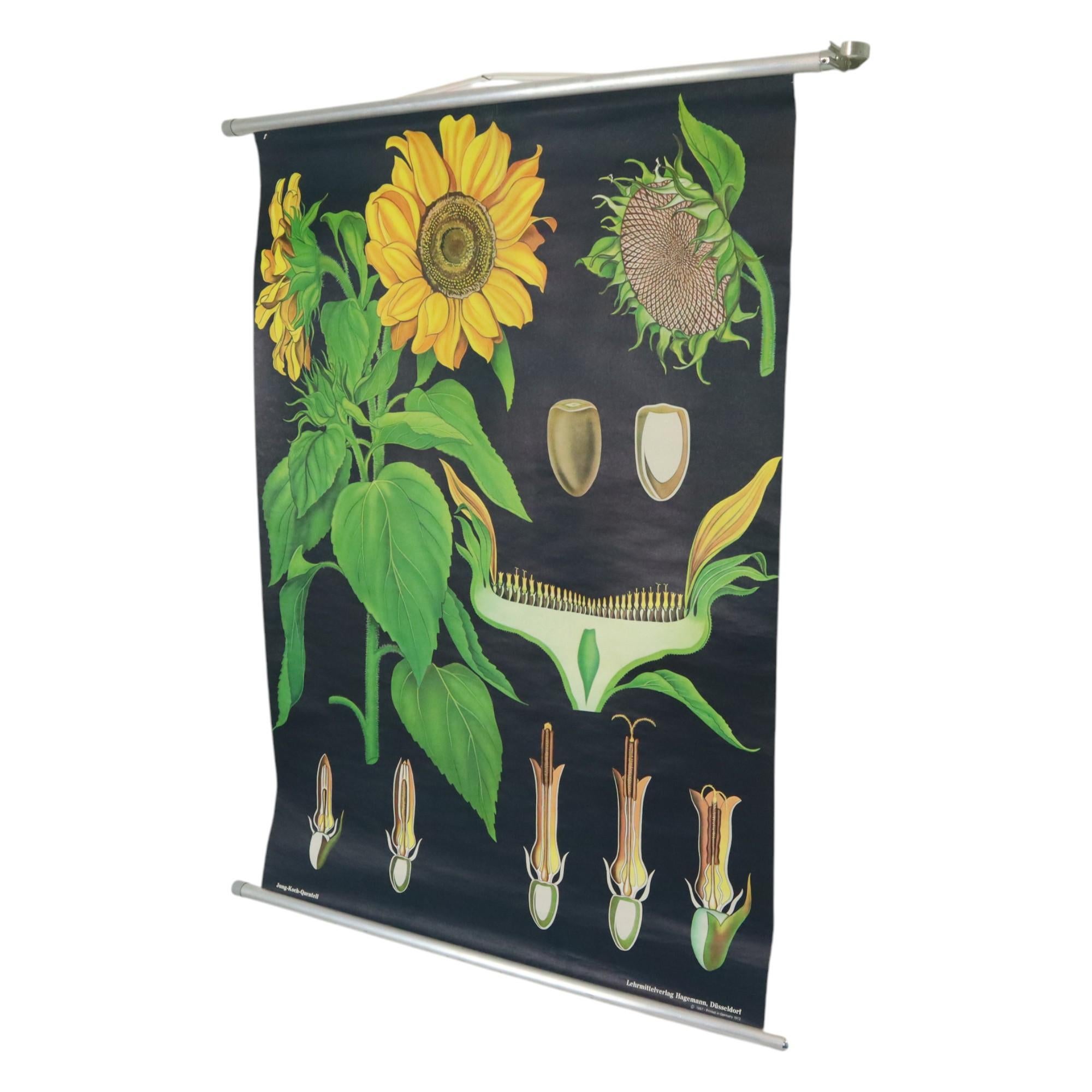 Große Vintage-Schulekarte mit Sonnenblumen Jung Koch Quentell 117cm (Deutsch) im Angebot