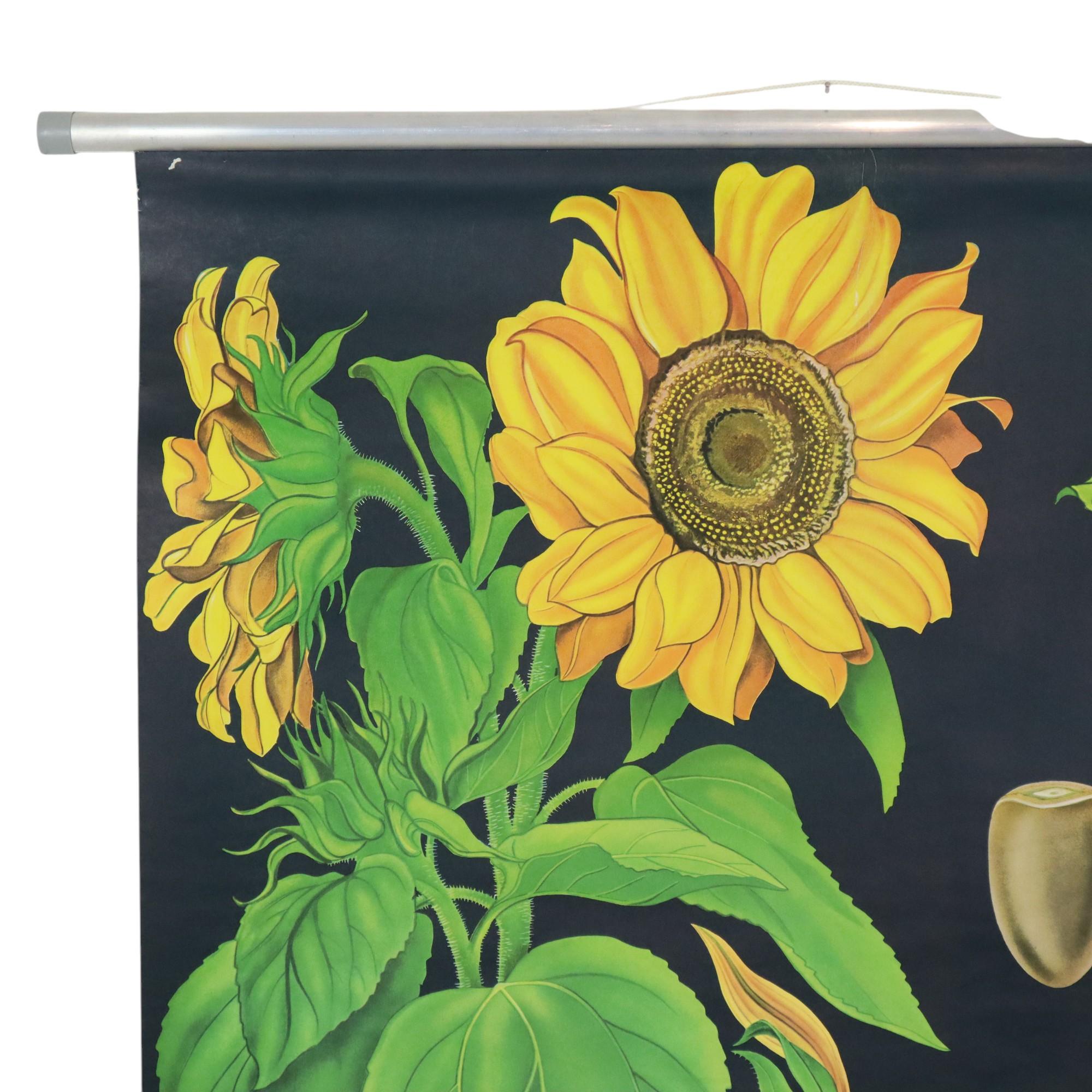 Große Vintage-Schulekarte mit Sonnenblumen Jung Koch Quentell 117cm im Zustand „Gut“ im Angebot in Poperinge, BE
