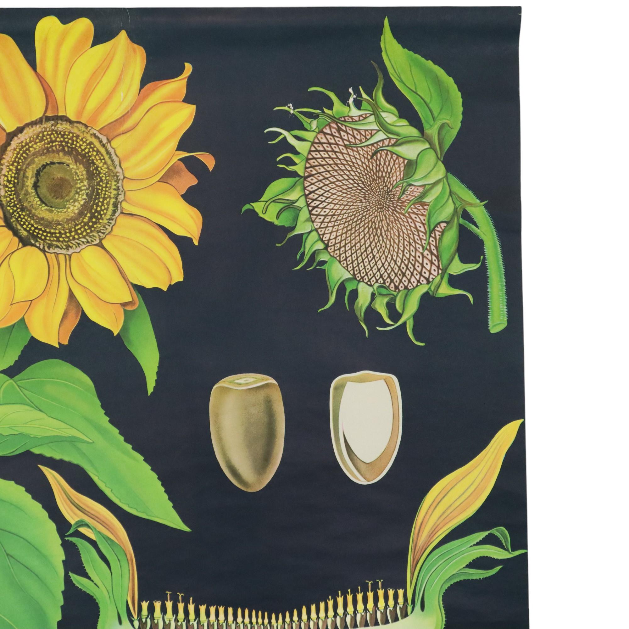 Große Vintage-Schulekarte mit Sonnenblumen Jung Koch Quentell 117cm (Ende des 20. Jahrhunderts) im Angebot