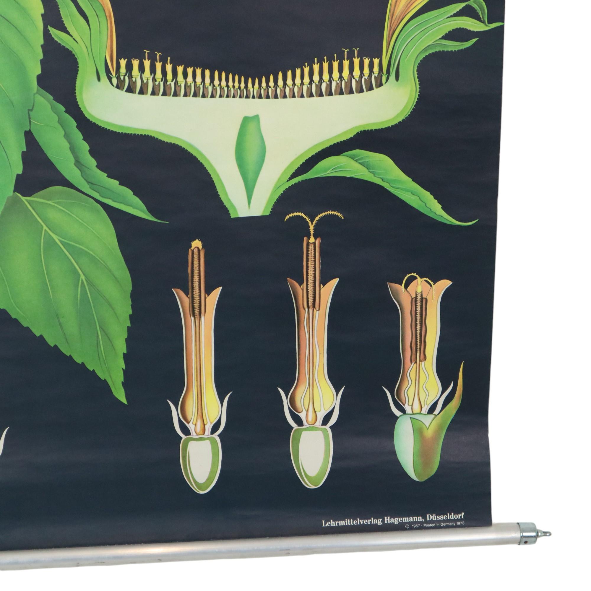 Große Vintage-Schulekarte mit Sonnenblumen Jung Koch Quentell 117cm (Metall) im Angebot