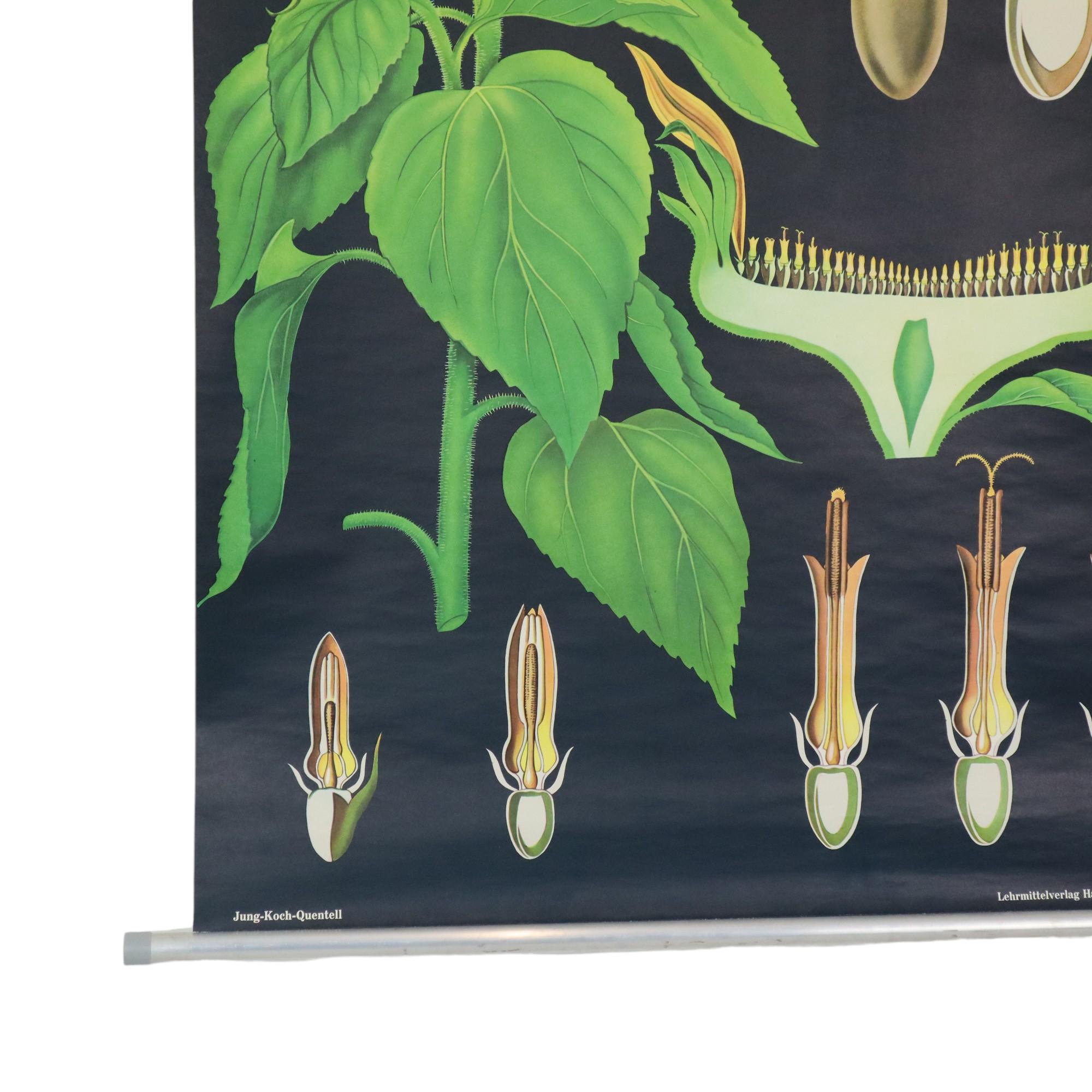 Große Vintage-Schulekarte mit Sonnenblumen Jung Koch Quentell 117cm im Angebot 1