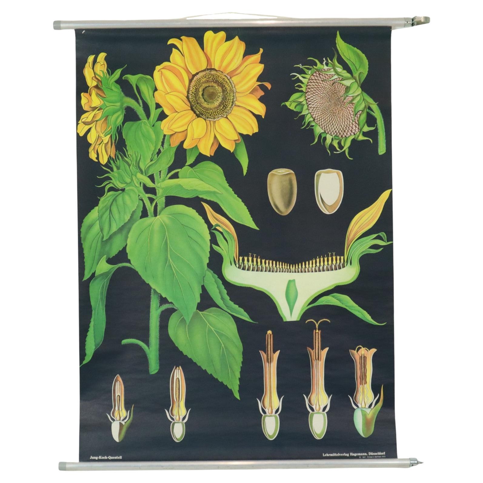 Grande mappa scolastica vintage Girasole Jung Koch Quentell 117 cm