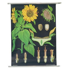 Gran Mapa Escolar Vintage Girasol Jung Koch Quentell 117cm