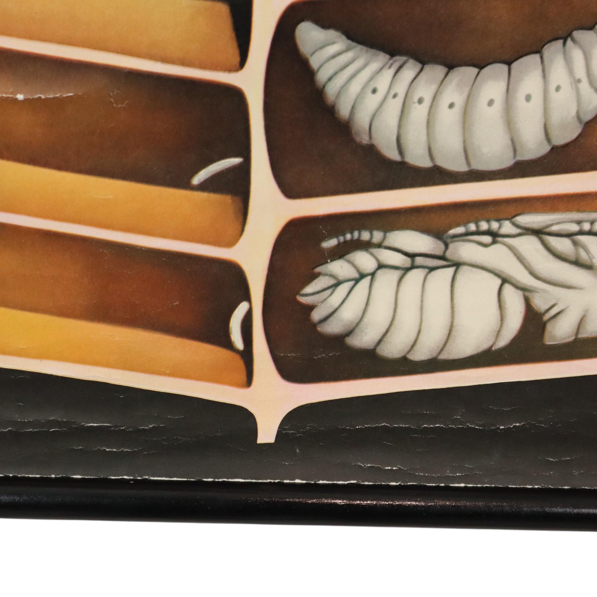 Große Vintage-Schulekarte „The Honeybee Jung Koch Quentell“ im Angebot 4
