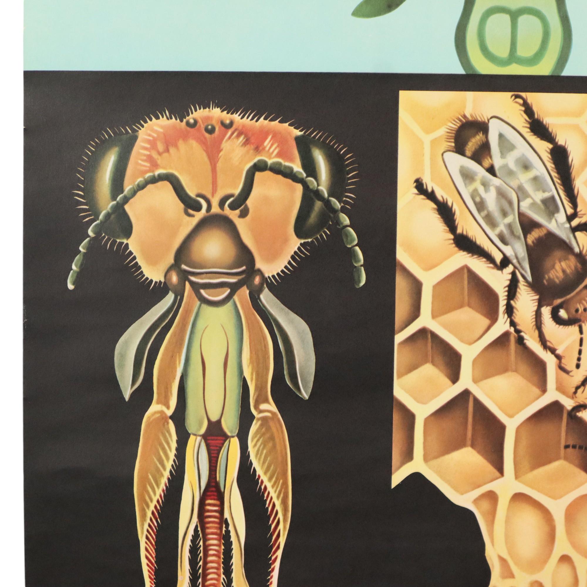 Große Vintage-Schulekarte „The Honeybee Jung Koch Quentell“ im Angebot 6