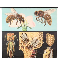 Large Vintage School Map The Honeybee Jung Koch Quentell