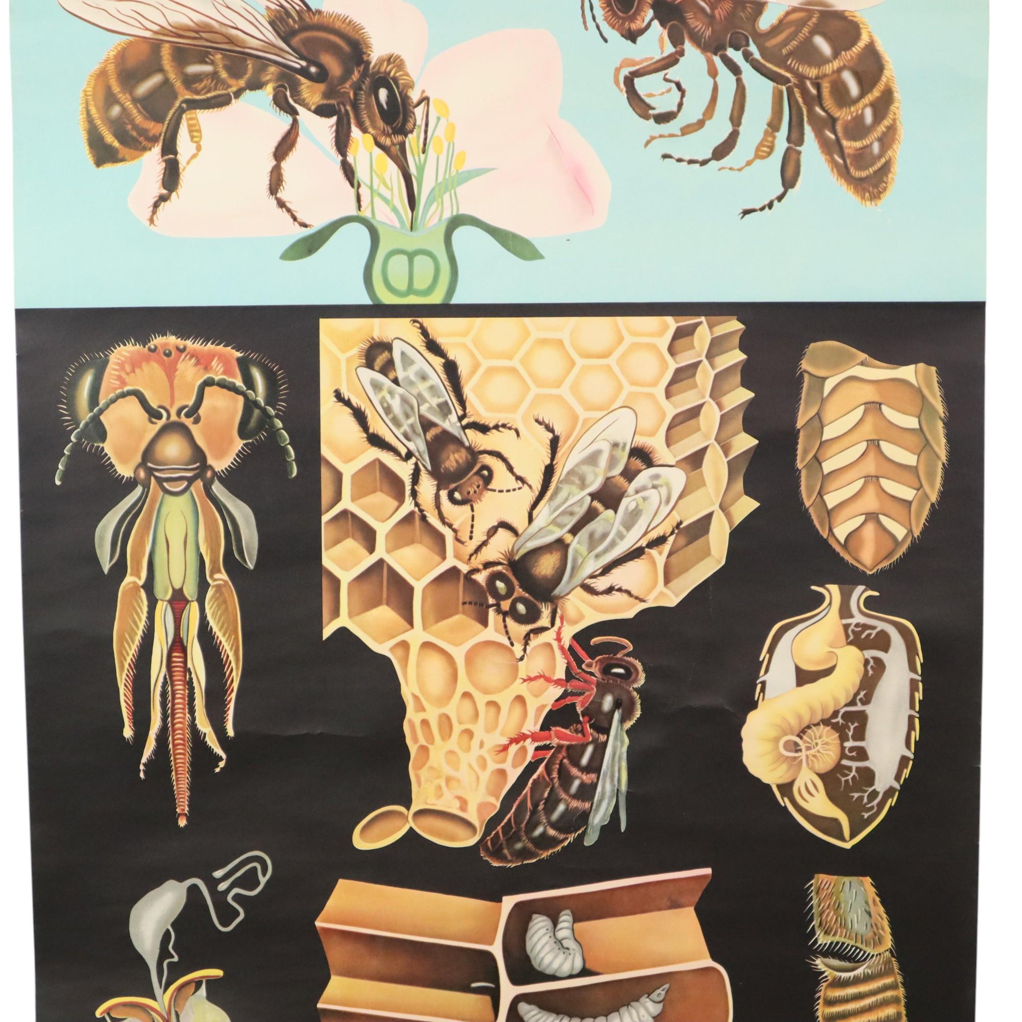 Große Vintage-Schulekarte „The Honeybee Jung Koch Quentell“ (Deutsch) im Angebot