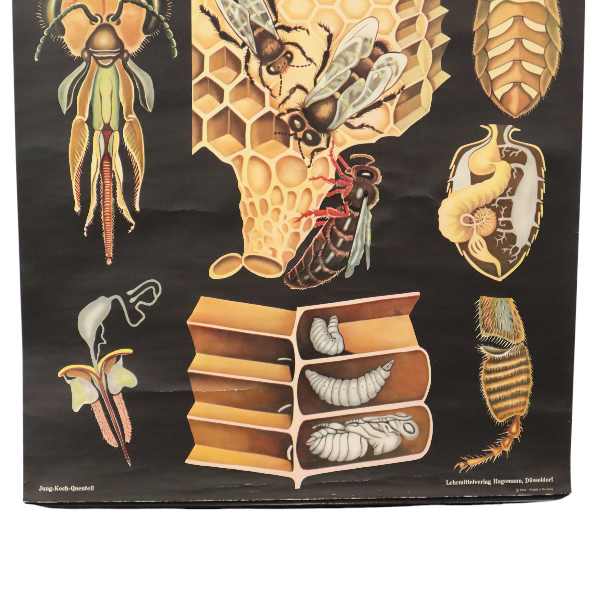 Große Vintage-Schulekarte „The Honeybee Jung Koch Quentell“ im Zustand „Gut“ im Angebot in Poperinge, BE