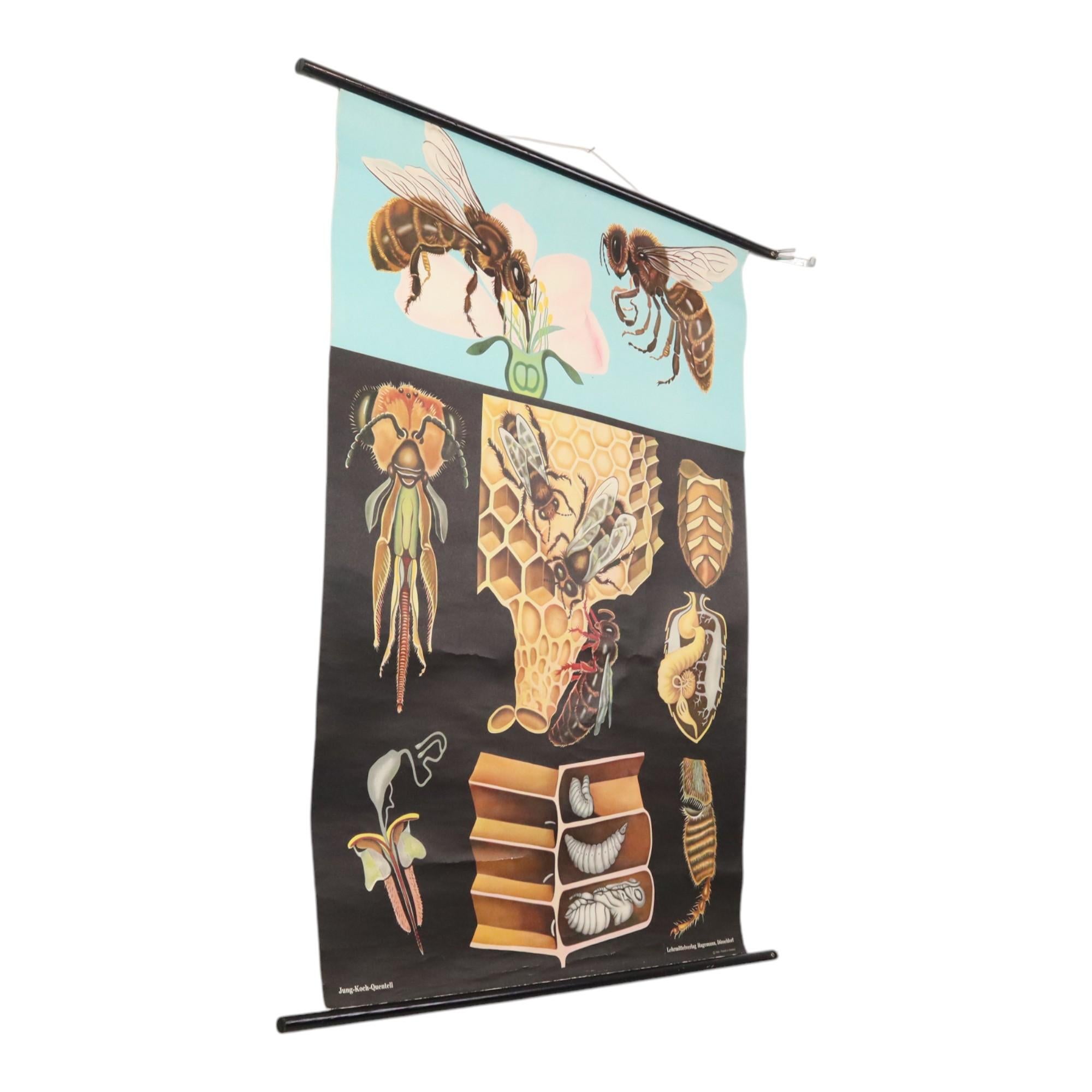 Große Vintage-Schulekarte „The Honeybee Jung Koch Quentell“ (Mitte des 20. Jahrhunderts) im Angebot