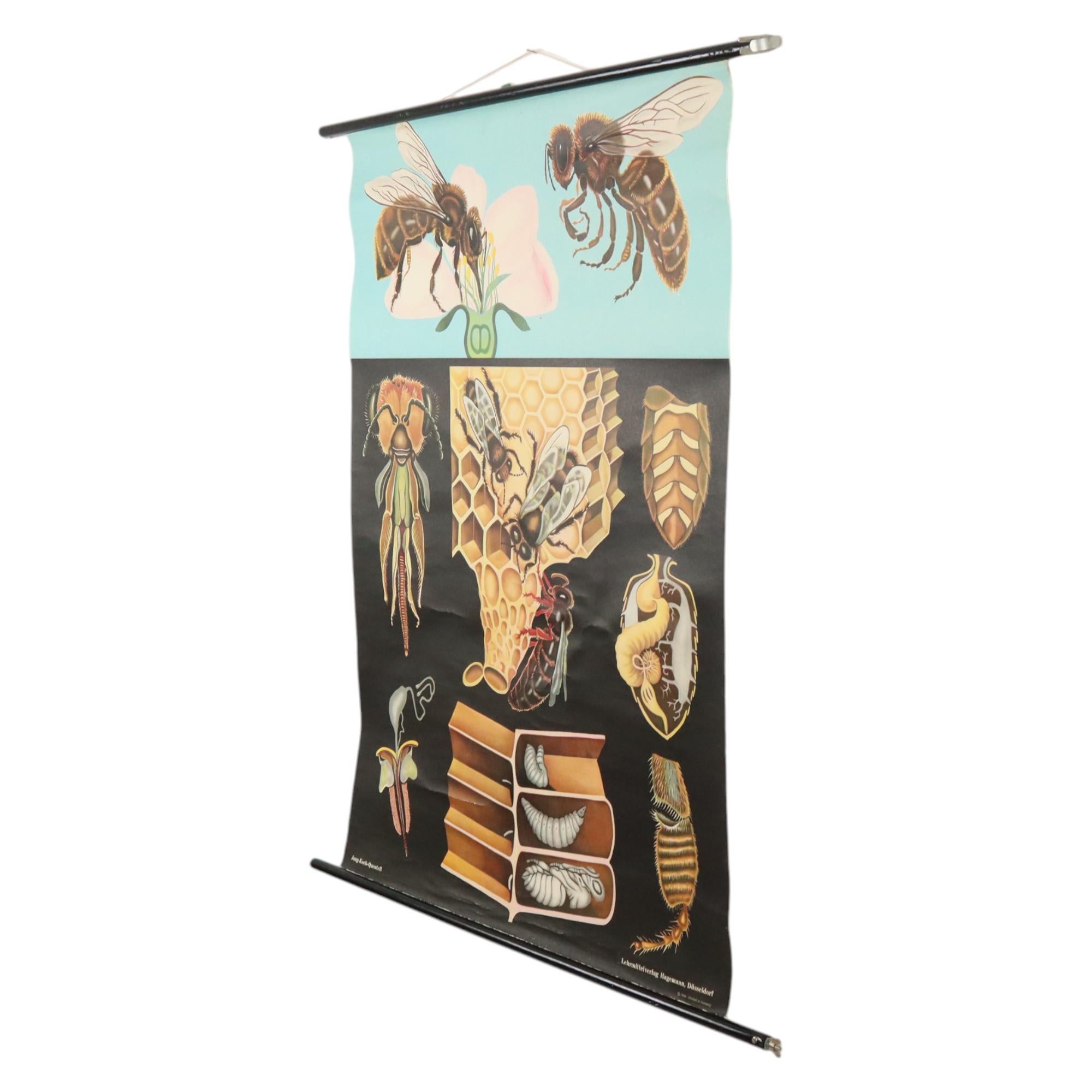Große Vintage-Schulekarte „The Honeybee Jung Koch Quentell“ (Leinwand) im Angebot
