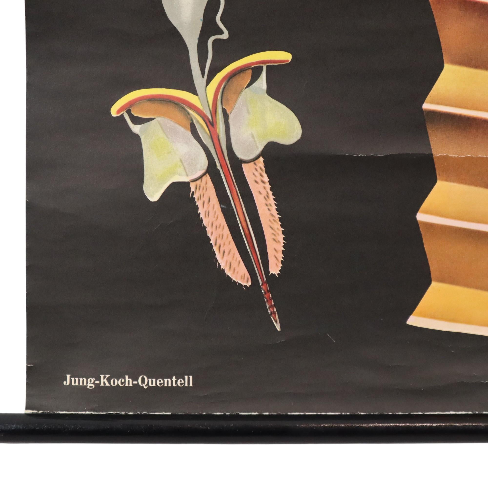 Große Vintage-Schulekarte „The Honeybee Jung Koch Quentell“ im Angebot 1