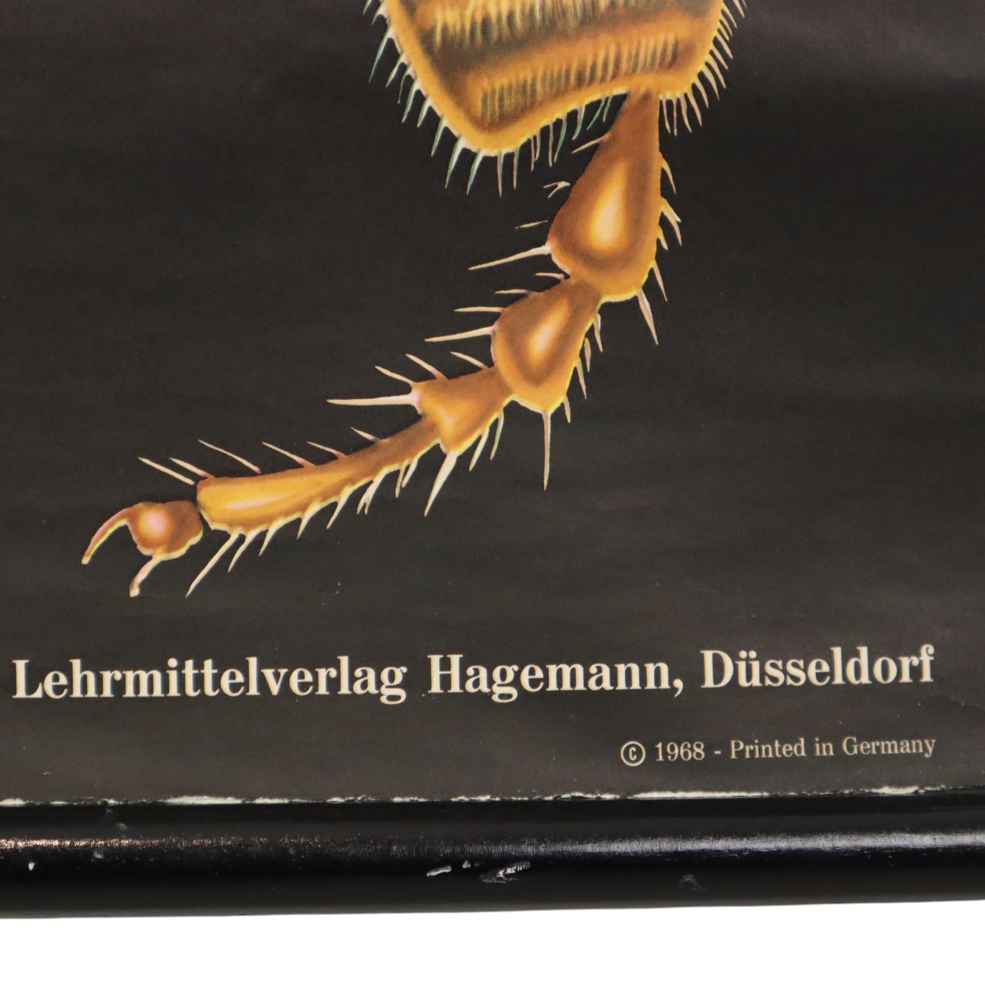 Große Vintage-Schulekarte „The Honeybee Jung Koch Quentell“ im Angebot 2