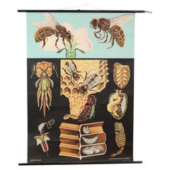 Grande carte scolaire The Honeybee Jung Koch Quentell