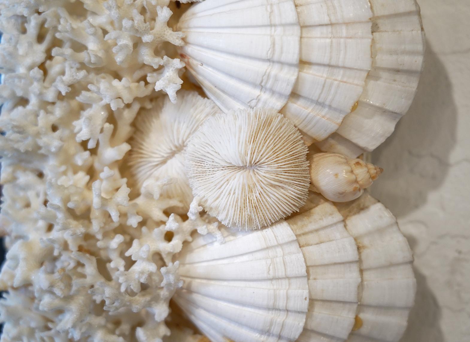 large seashell mirrors