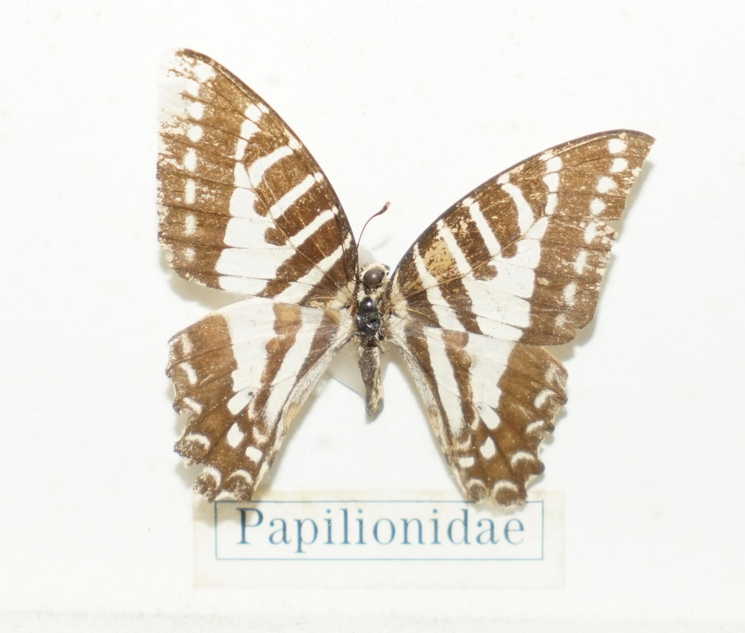 GRANDI FARFALLE TAXIDERMY DI VITA ALL'INTERNO DI UN CASO DI BUONA DIMENSIONE in vendita 11