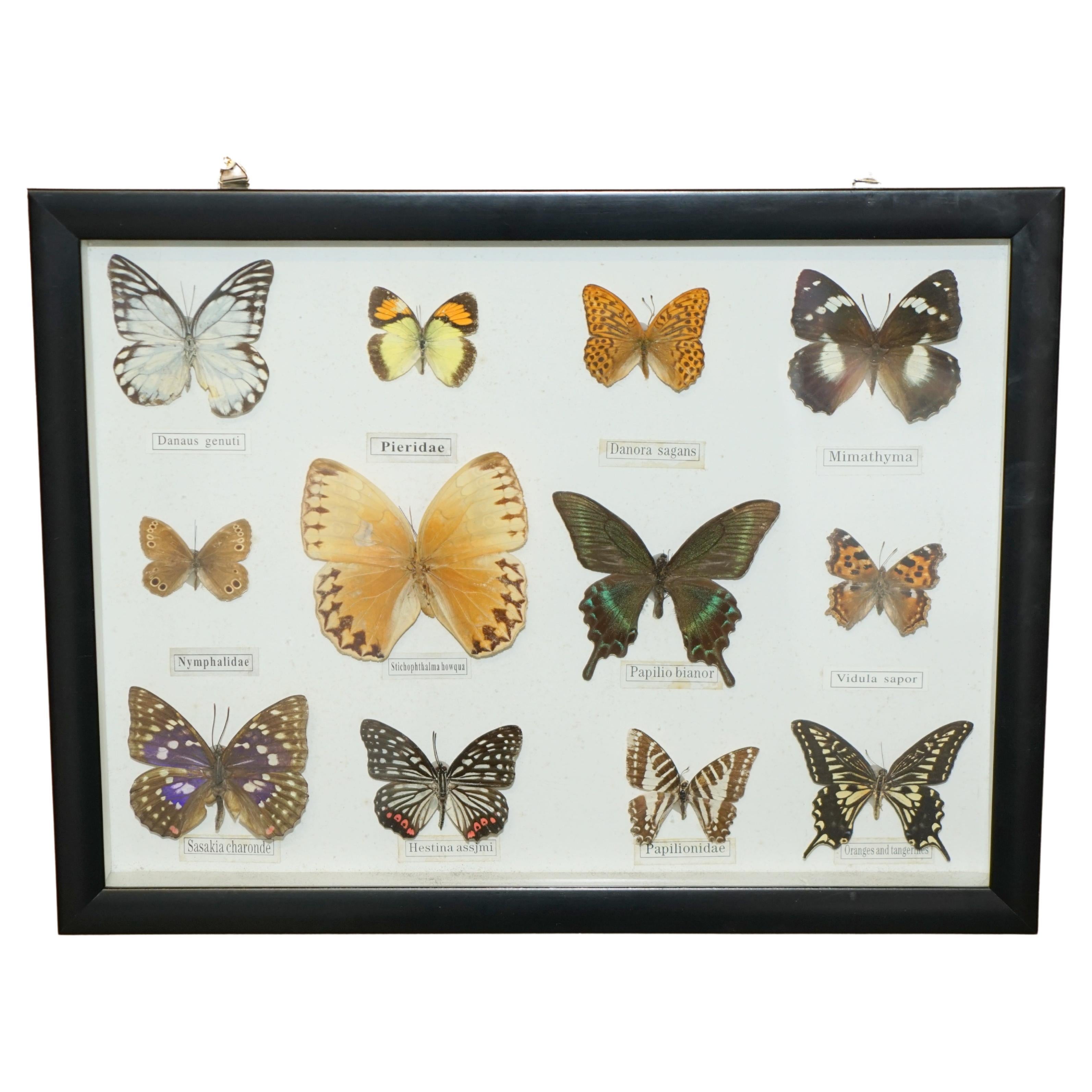 LARGE ViNTAGE TAXIDERMY BUTTERFLIES INSIDE GOOD SIZED DISPLAY CASE For Sale