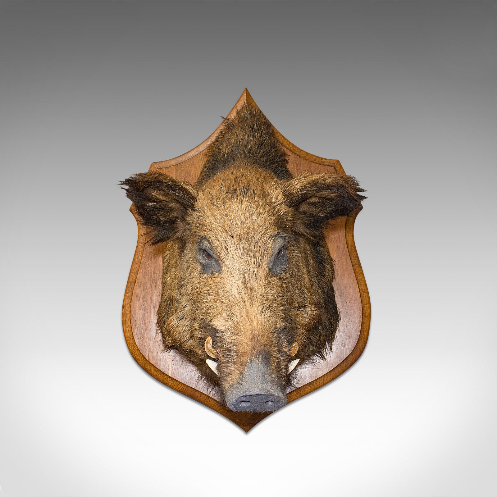 This is a large vintage wild boar trophy. A French, mounted taxidermy head on oak shield, dating to the late 20th century, circa 1988.

Incredible, large boar specimen
Displays a desirable aged patina
Taxidermy of the highest order with natural