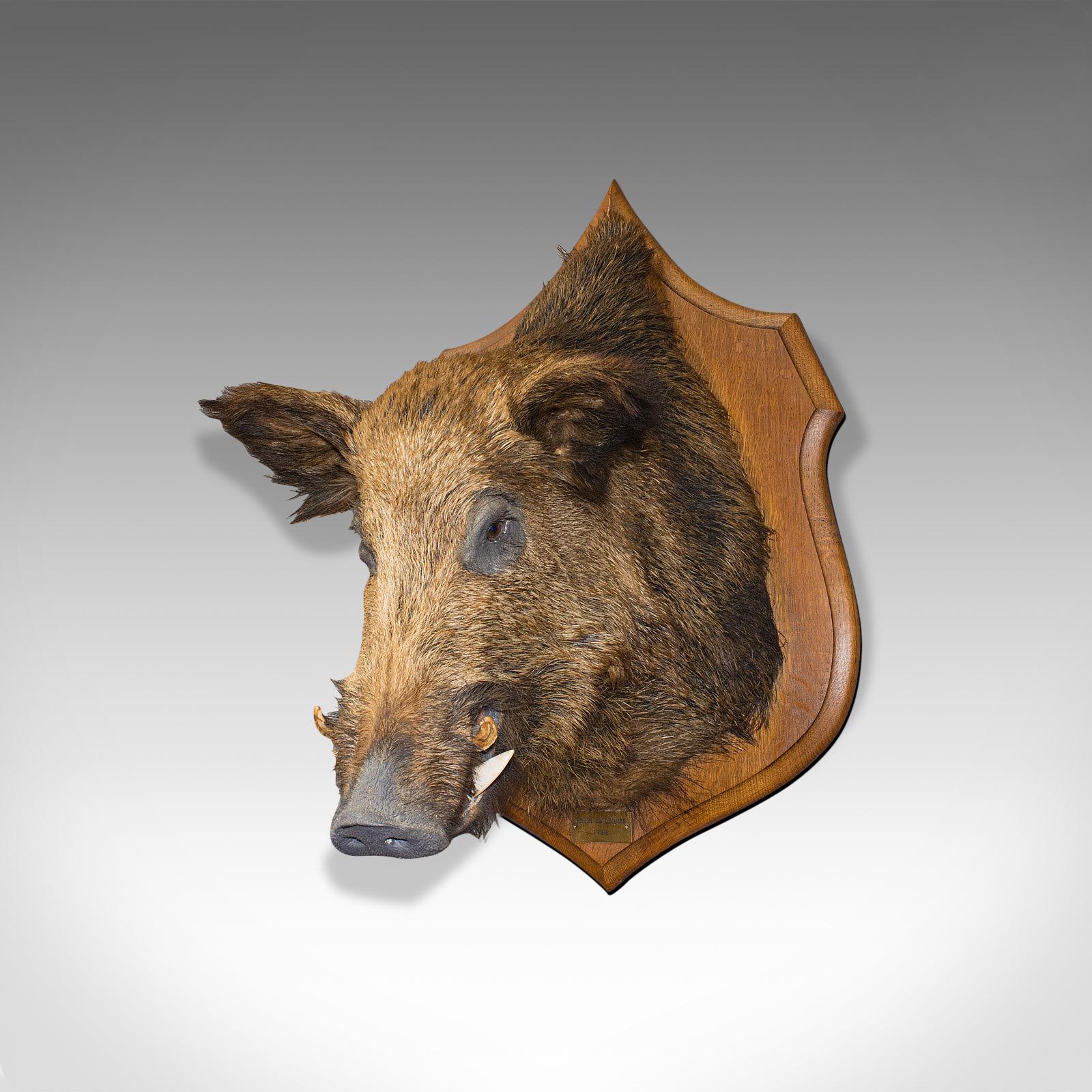 european boar mount