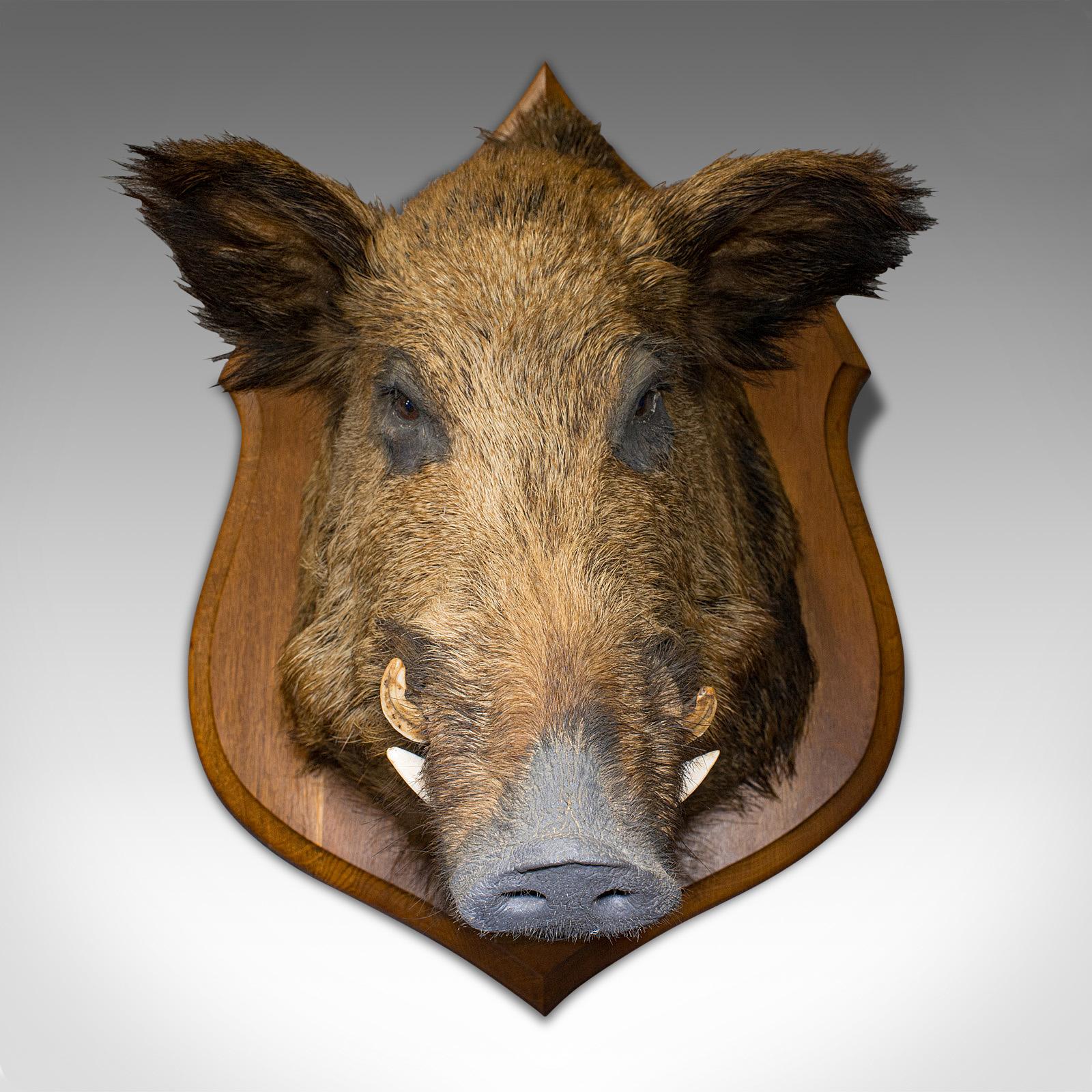 giant boar head