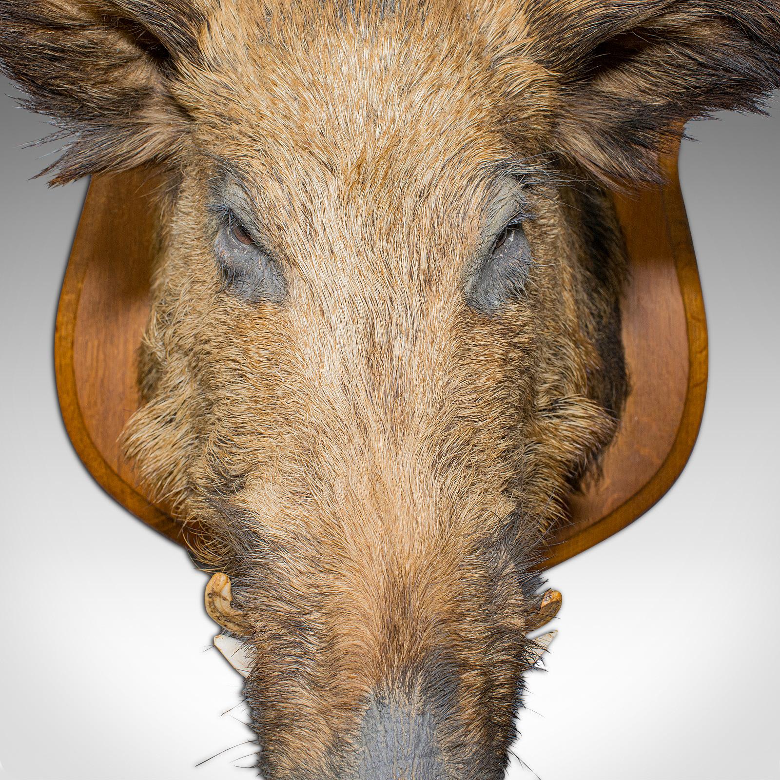 Large Wild Boar Trophy, French, Taxidermy Mount, Oak, Late 20th Century, 1988 2