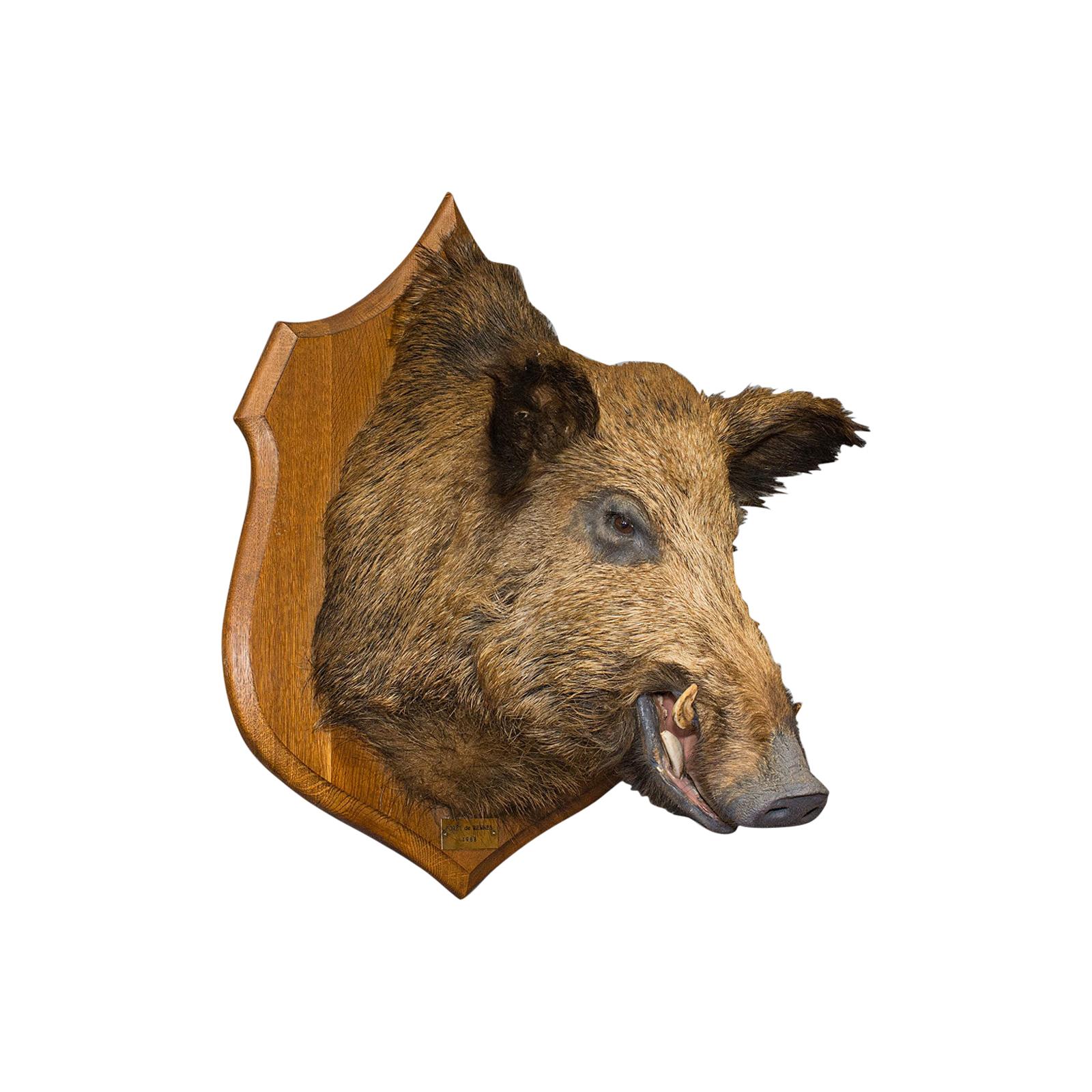 Large Wild Boar Trophy, French, Taxidermy Mount, Oak, Late 20th Century, 1988