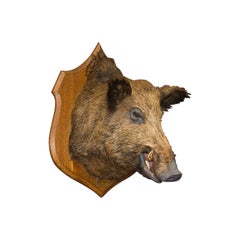 Vintage Large Wild Boar Trophy, French, Taxidermy Mount, Oak, Late 20th Century, 1988