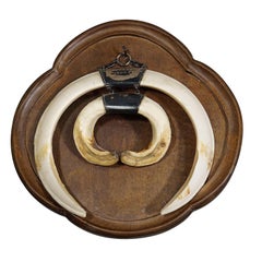 Large Vintage Wild Boar Tusk Trophy on Wooden Plaque, Germany 1973