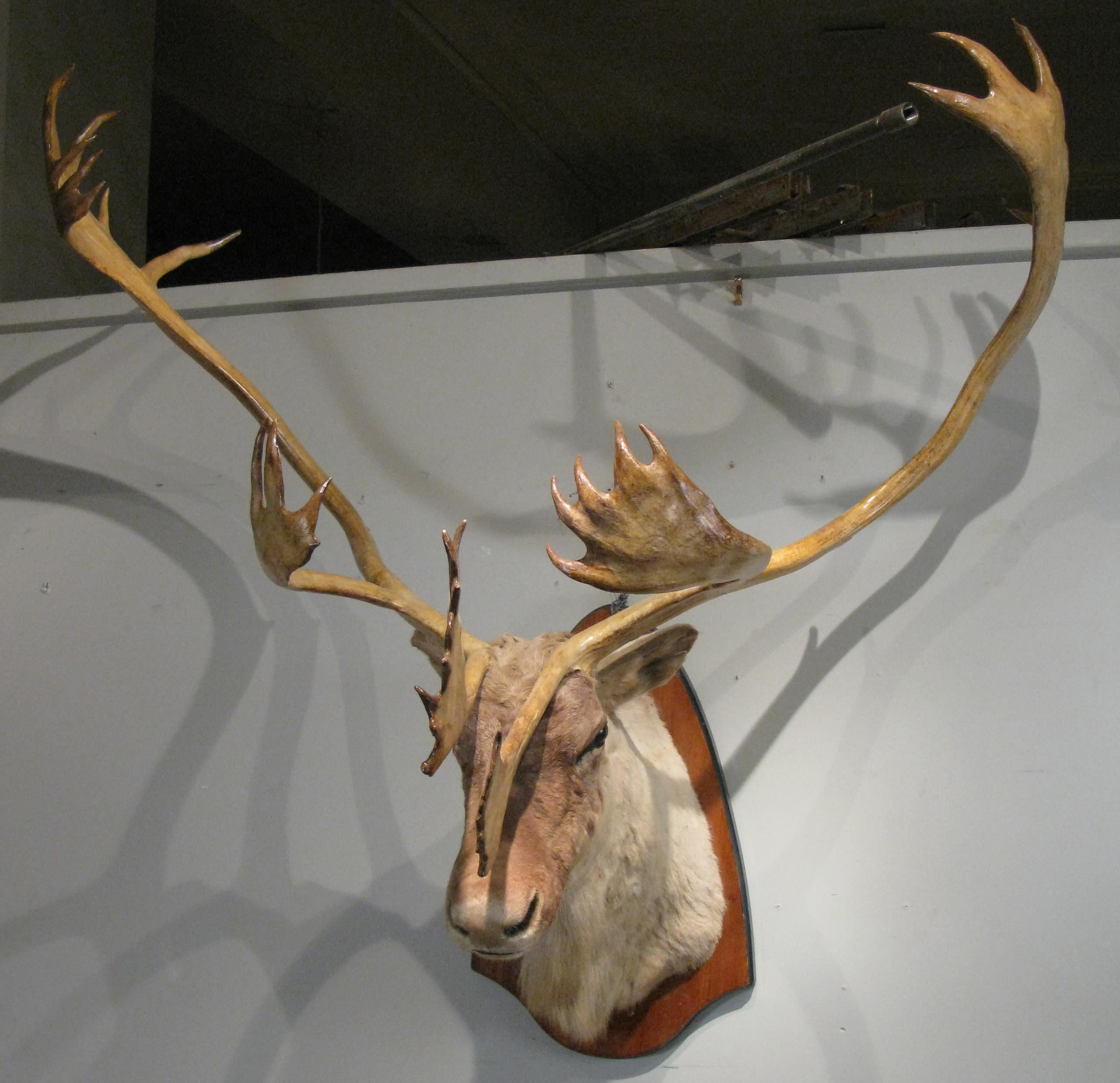 A beautiful taxidermy caribou mount, with very large and elegant antlers, including sets of fins above the face. Really wonderful and nicely done.