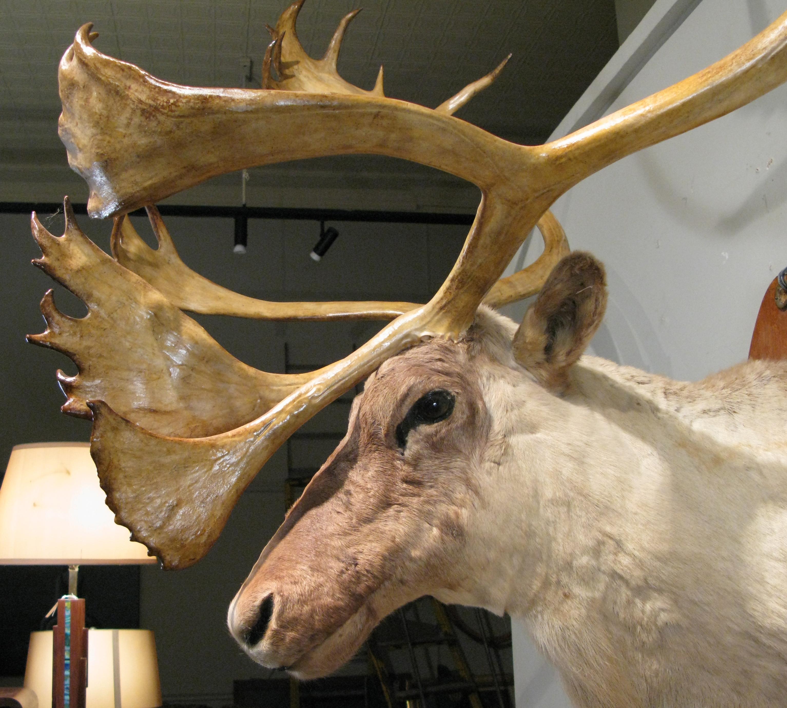 caribou front view