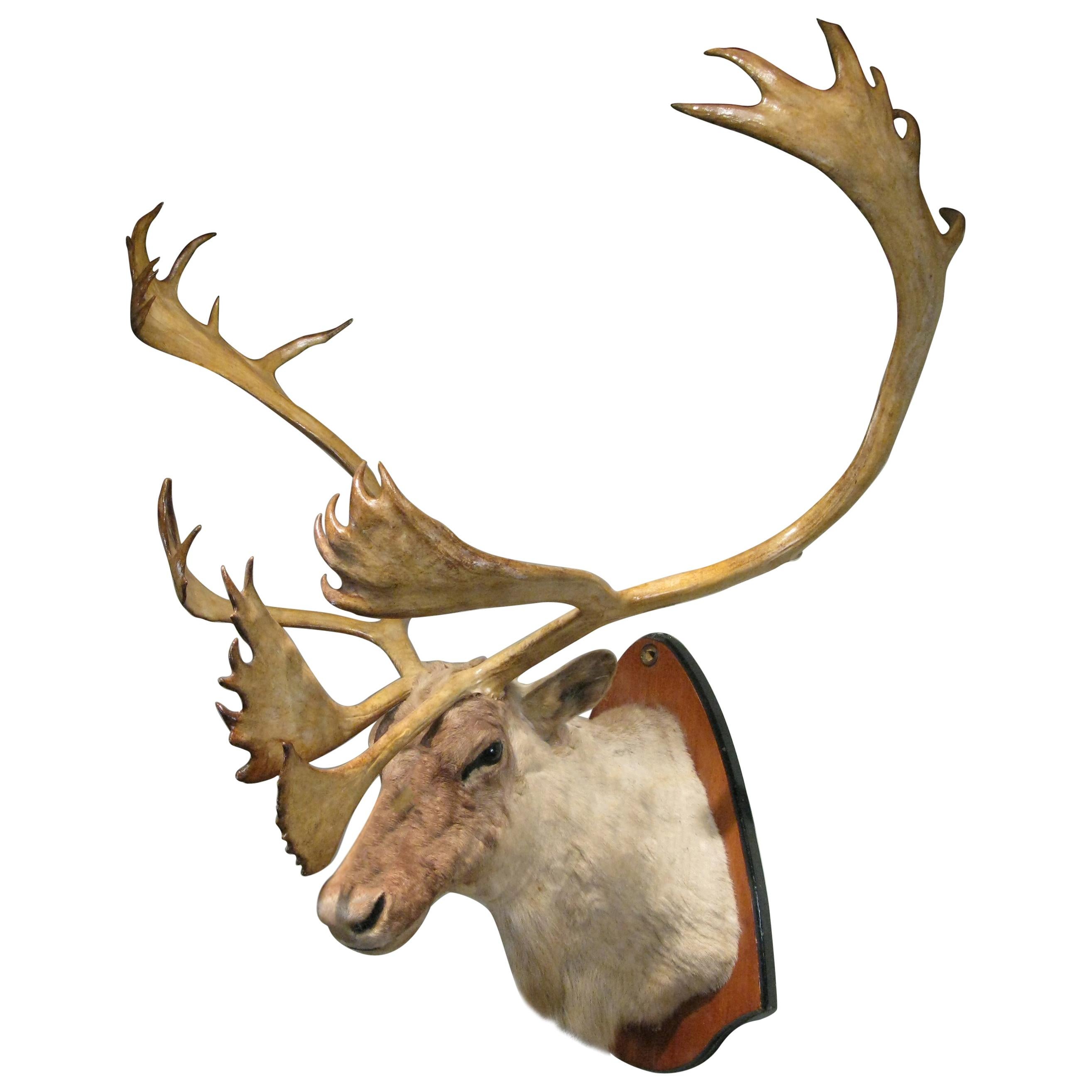 Large Wall-Mounted Taxidermy Caribou