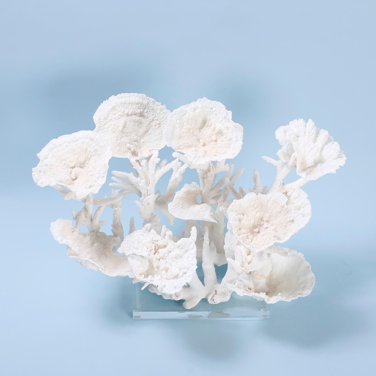 Large coral sculpture or assemblage with a dramatic structure crafted with staghorn and merulina coral in an unexpected composition with striking bleached color and Mother Nature inspired textural elements. Presented on a Lucite base.

Coral being