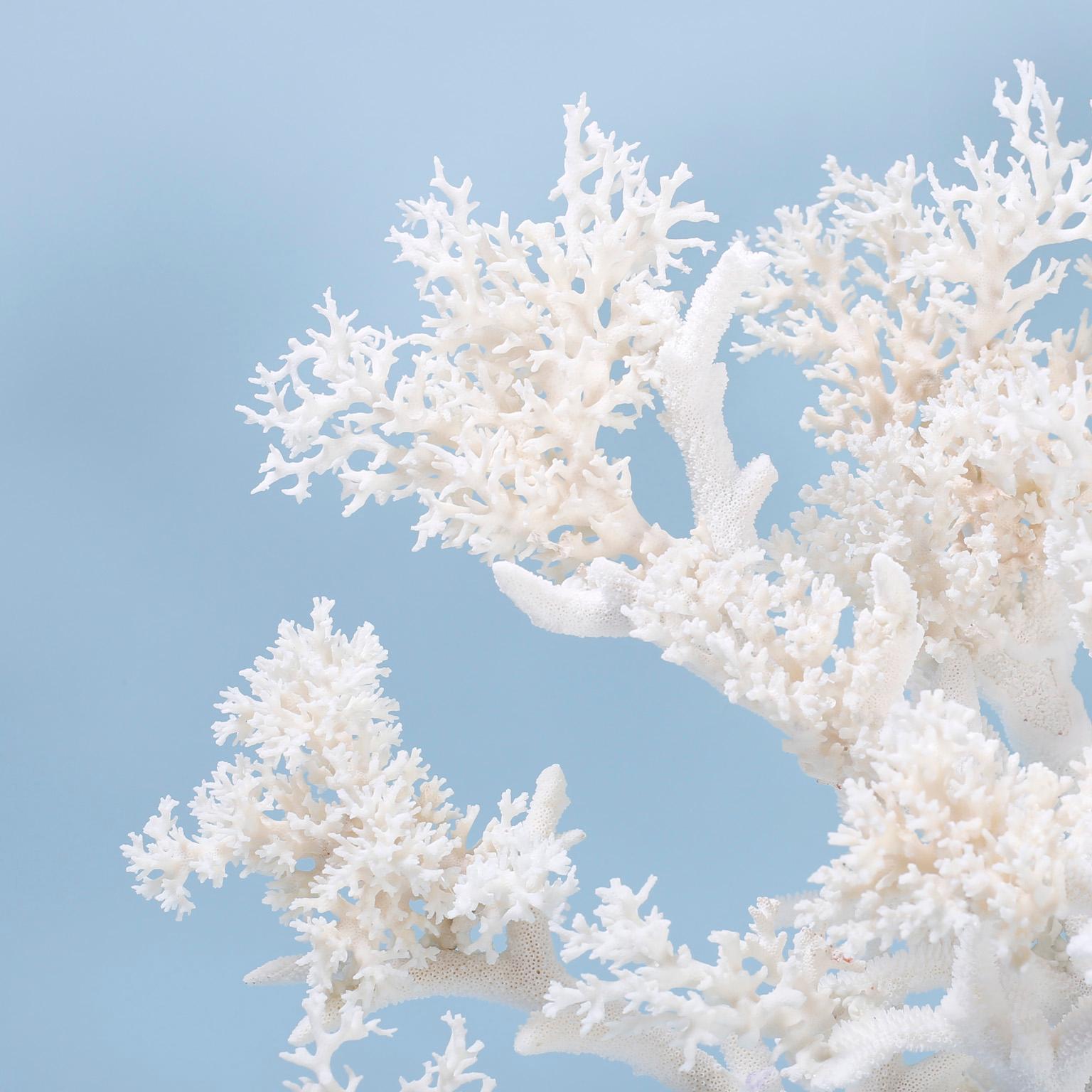 Dazzling one of a kind white coral sculpture composed in a dramatic structure of bleached white branch and table coral with an unusual combination of sea inspired textures. Presented on a Lucite base.

Coral being exported outside of the USA,