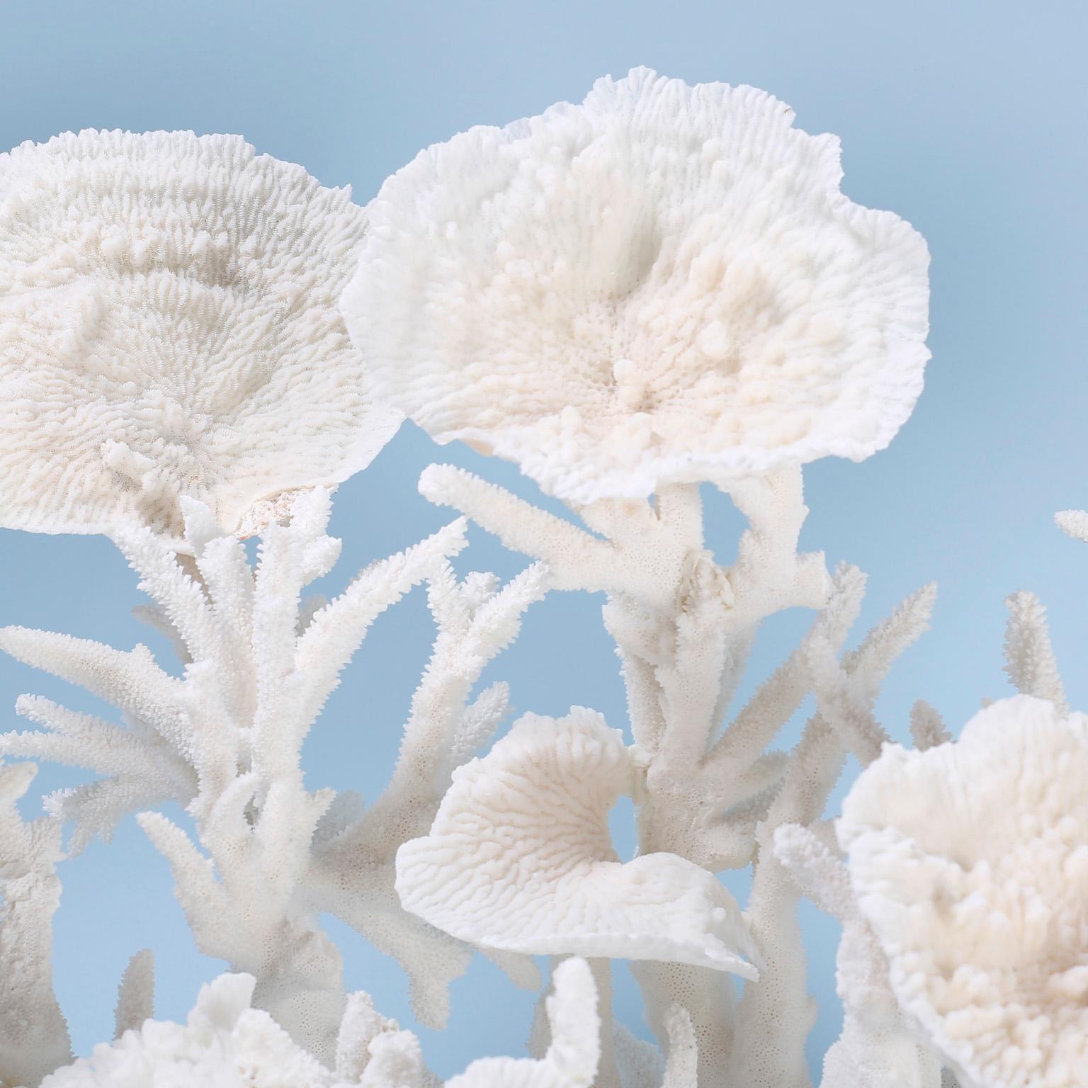 Mid-Century Modern Large White Coral Sculpture