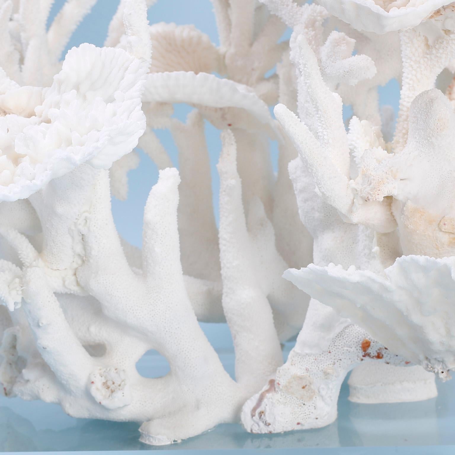 Hand-Crafted Large White Coral Sculpture